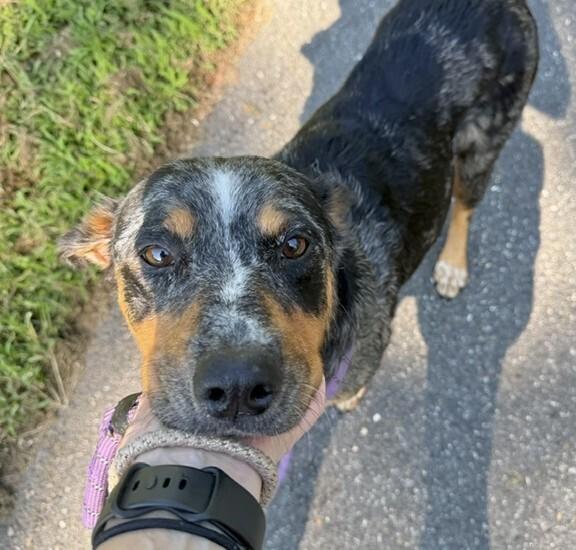 Enlarge Lainey, a Adoptable mixed breed in Washington, DC image 2/3