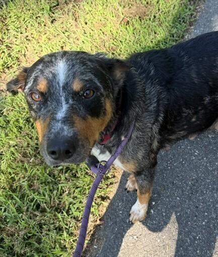 Enlarge Lainey, a Adoptable mixed breed in Washington, DC image 3/3