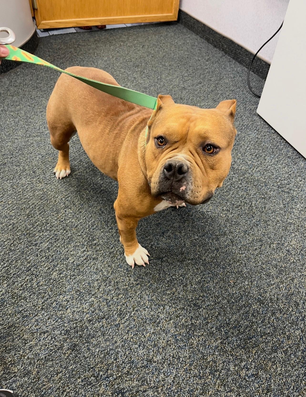 Polly Pocket, a ADOPTABLE mixed breed in Pocatello, ID image 3/3