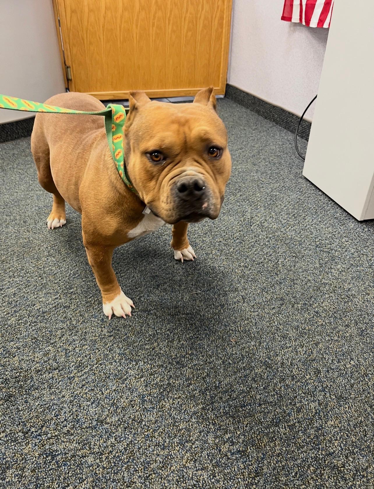 Polly Pocket, ADOPTABLE, Adult Female Pit Bull Terrier.