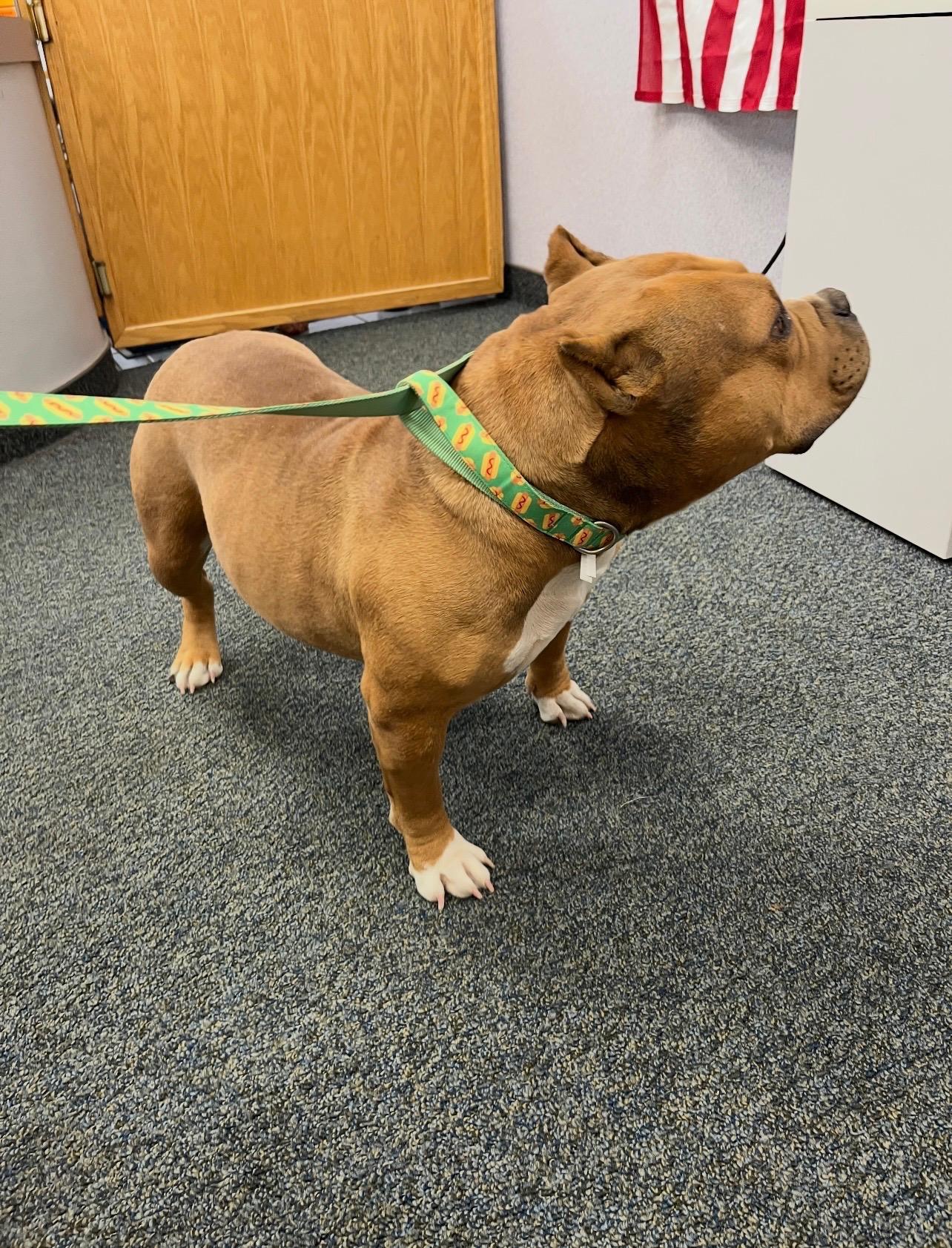 Polly Pocket, a ADOPTABLE mixed breed in Pocatello, ID image 2/3