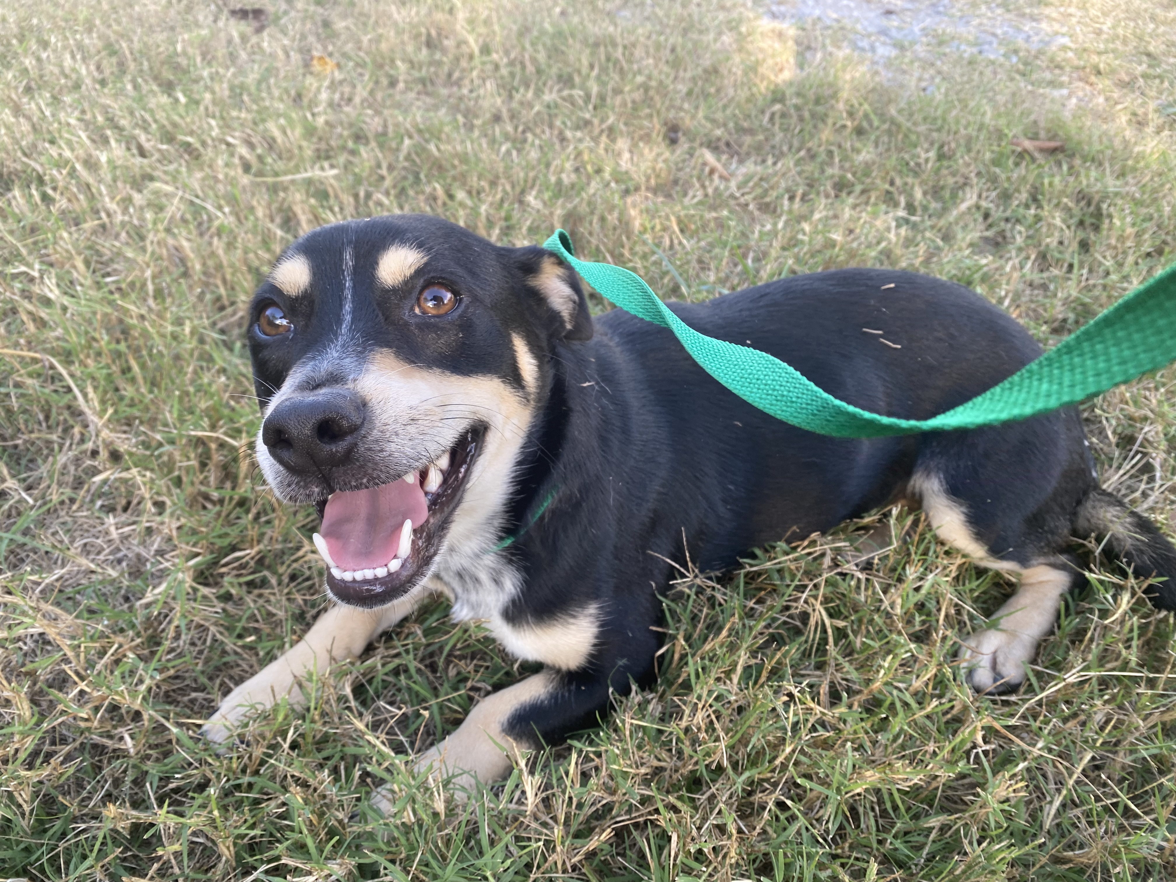 Miata aka Mia, Young Female unknown
