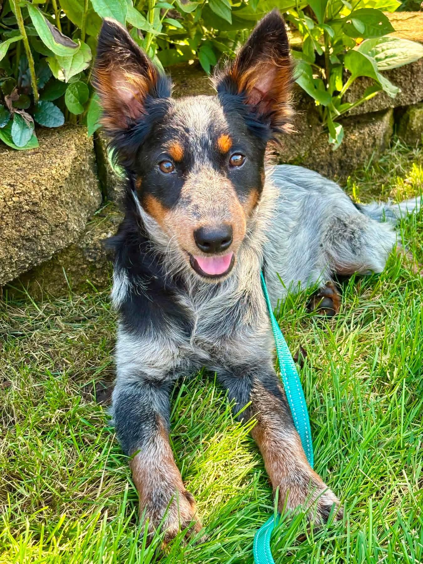 Enlarge Kelly, a Adopted mixed breed in Orland Park, IL image 4/6