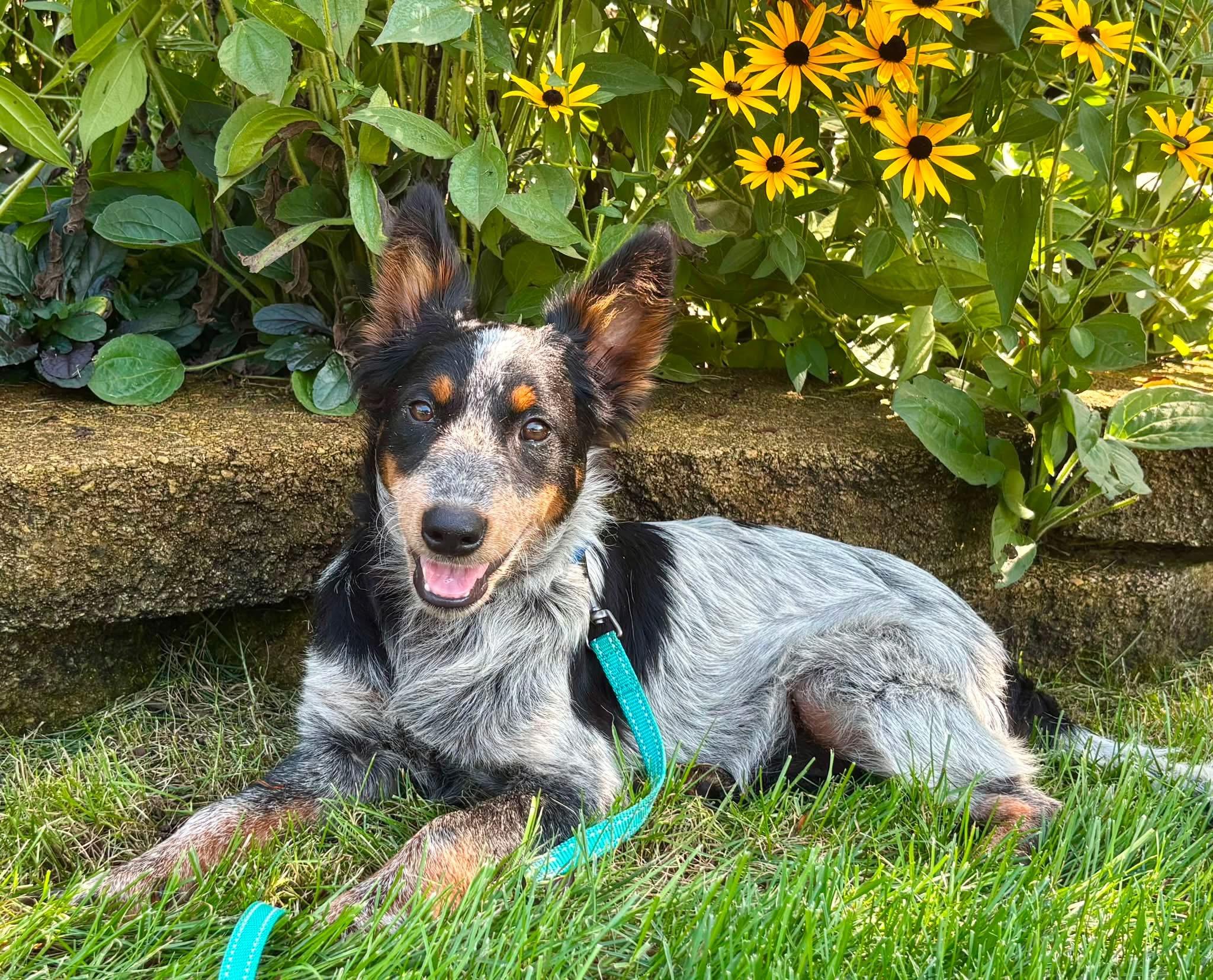 Enlarge Kelly, a Adopted mixed breed in Orland Park, IL image 3/6