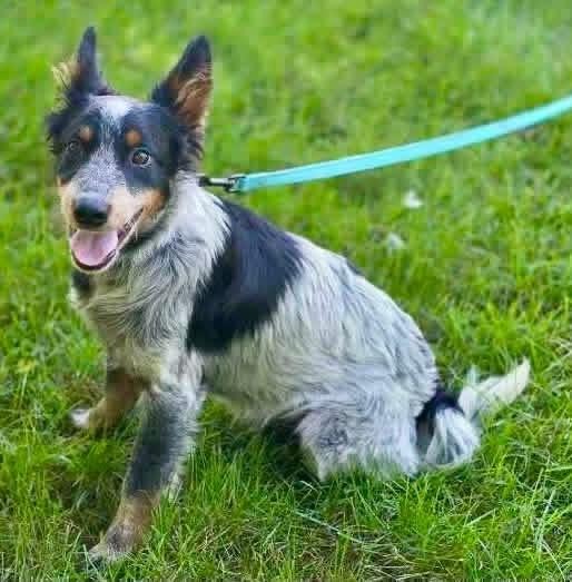 Enlarge Kelly, a Adopted mixed breed in Orland Park, IL image 6/6