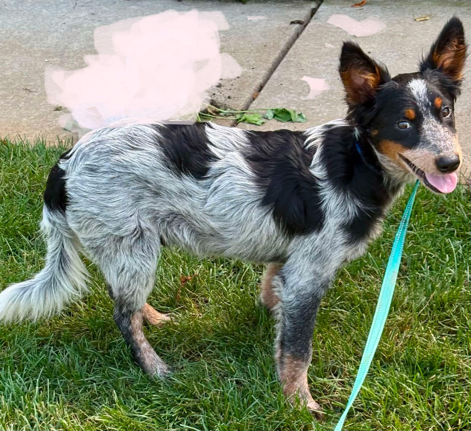 Enlarge Kelly, a Adopted mixed breed in Orland Park, IL image 5/6