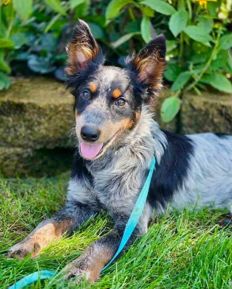 Enlarge Kelly, a Adopted mixed breed in Orland Park, IL image 1/6