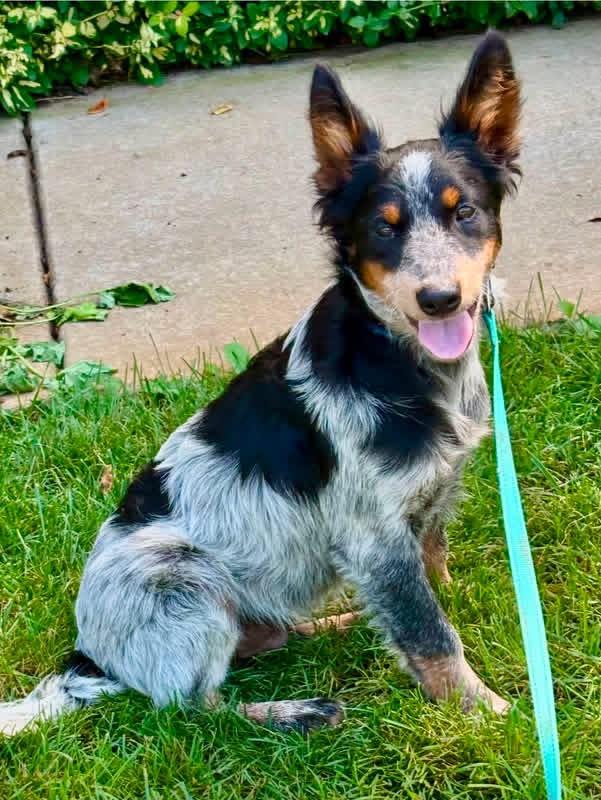 Enlarge Kelly, a Adopted mixed breed in Orland Park, IL image 2/6