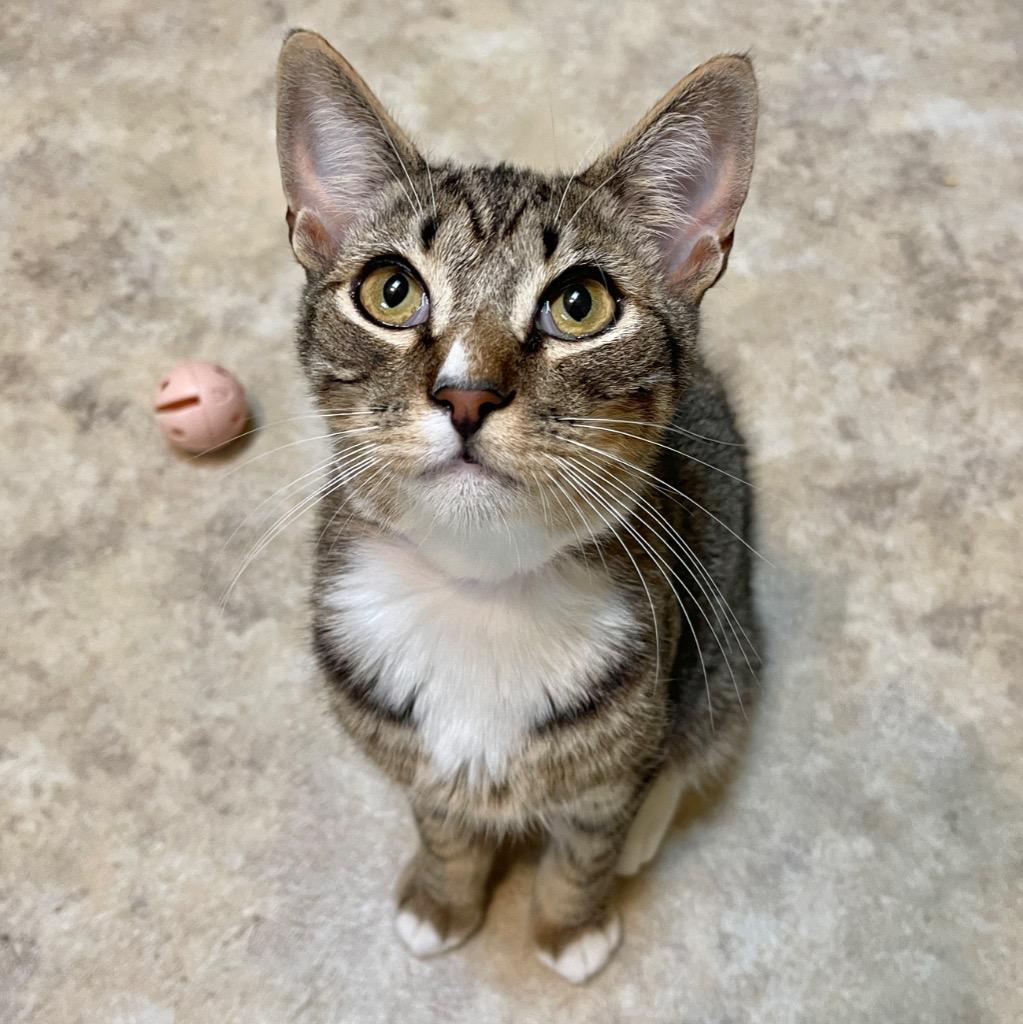 Calvin, Adopted, Young Male Domestic Short Hair.