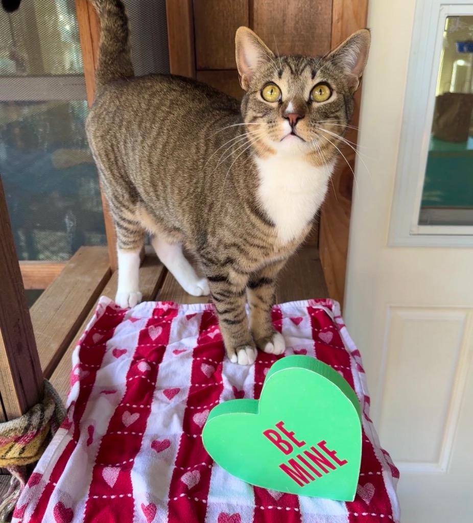 Enlarge Calvin, a Adopted mixed breed in Cambria, CA image 4/6