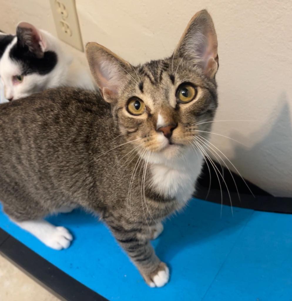 Enlarge Calvin, a Adopted mixed breed in Cambria, CA image 5/6