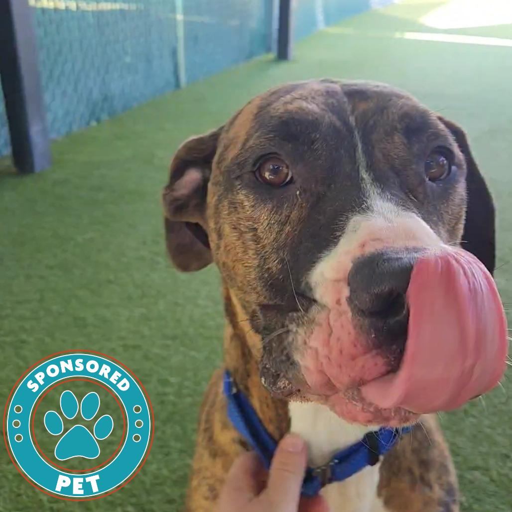 Bruno, Adoptable, Adult Male Mixed Breed.