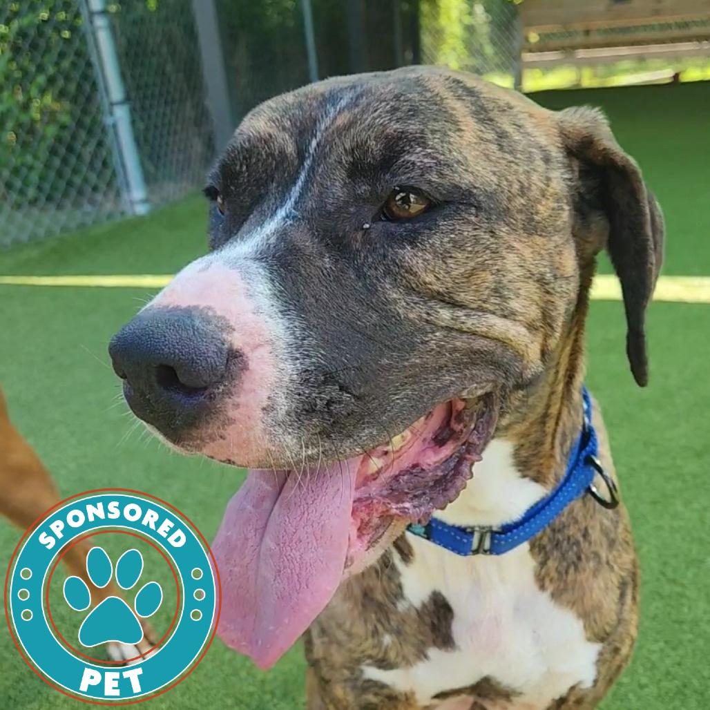 Enlarge Bruno, a Adoptable Mixed Breed in Lakeland, FL image 1/1