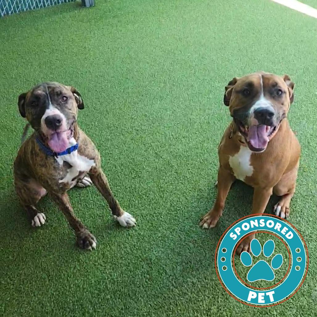 Enlarge Bruno, a Adoptable Mixed Breed in Lakeland, FL image 1/1