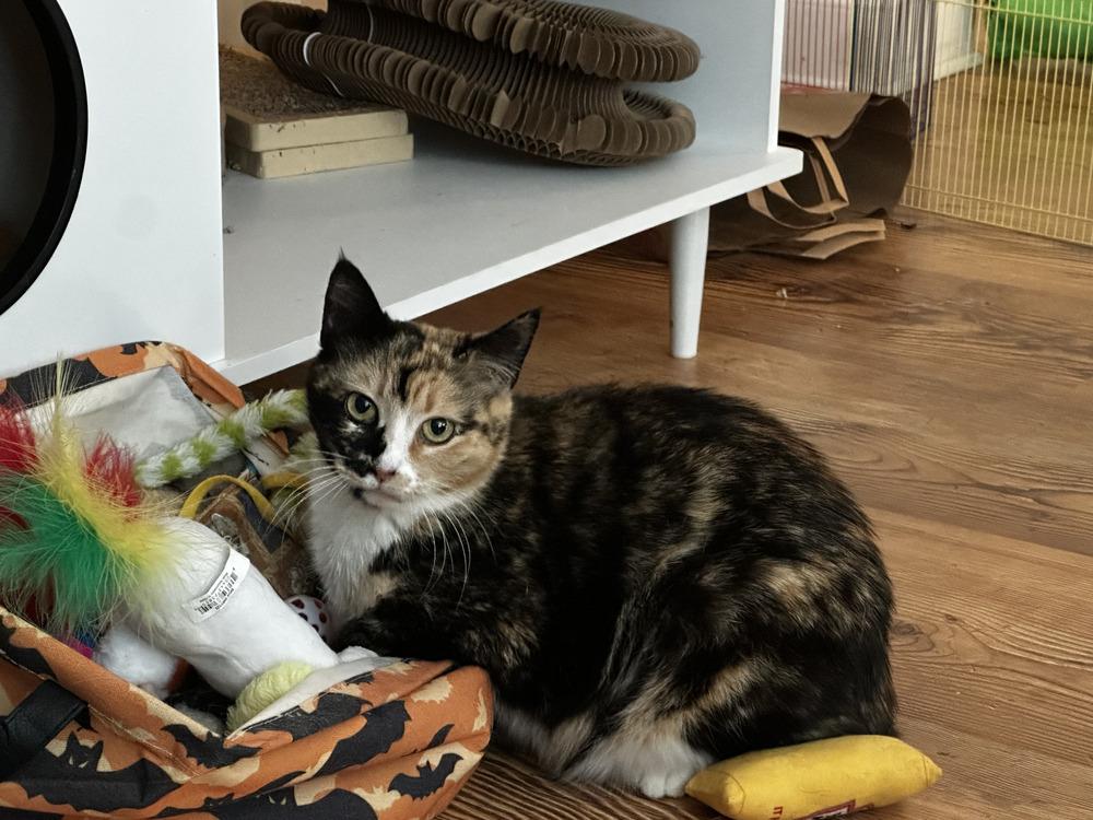 Fiona, Adoptable, Adult Female Calico.