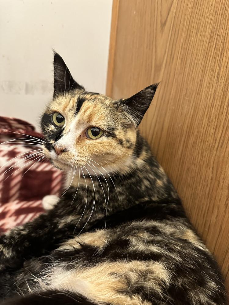Enlarge Fiona, a Adoptable Calico in Kinston, NC image 2/2