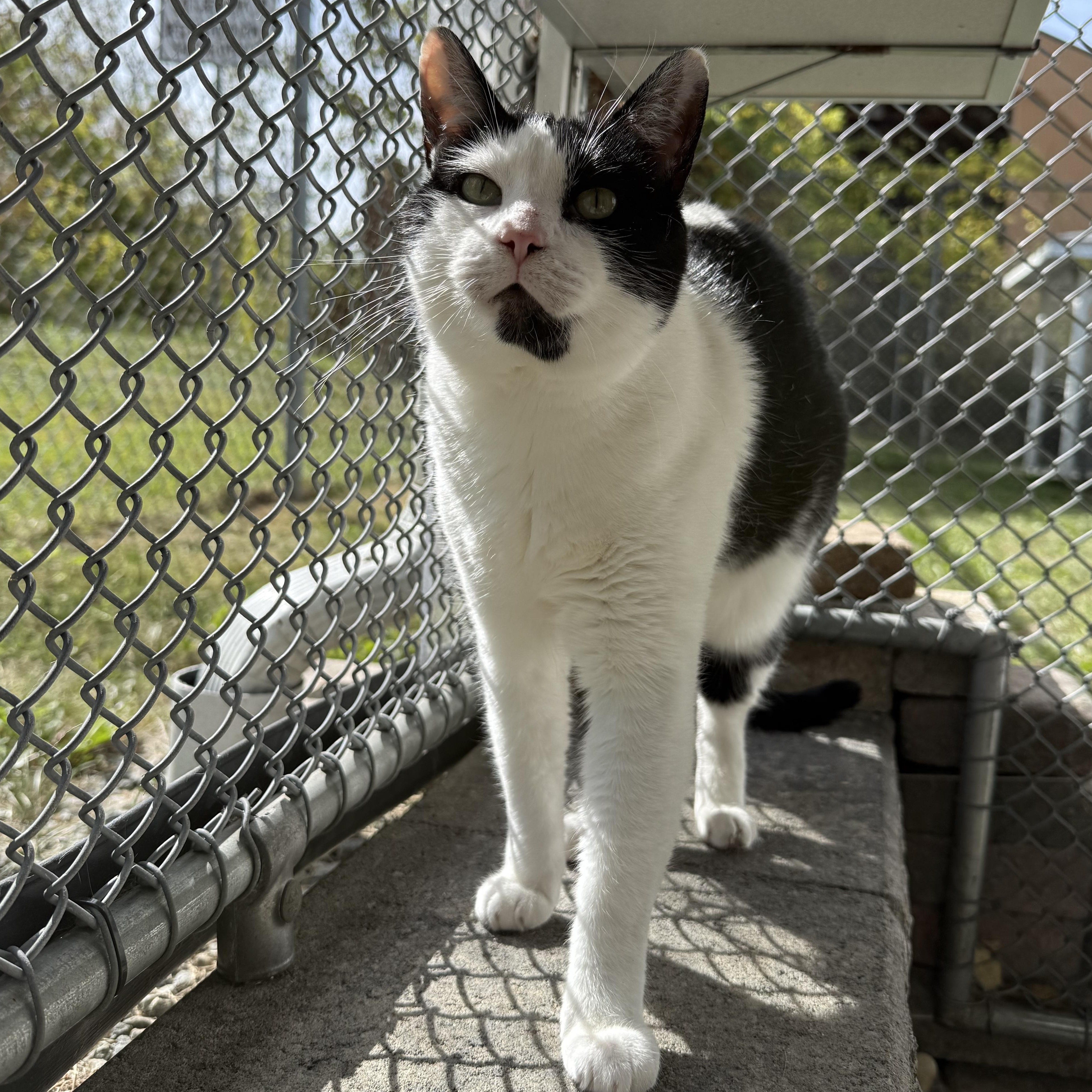 Enlarge Silas & TomTom, a Adoptable mixed breed in West Milford, NJ image 6/6