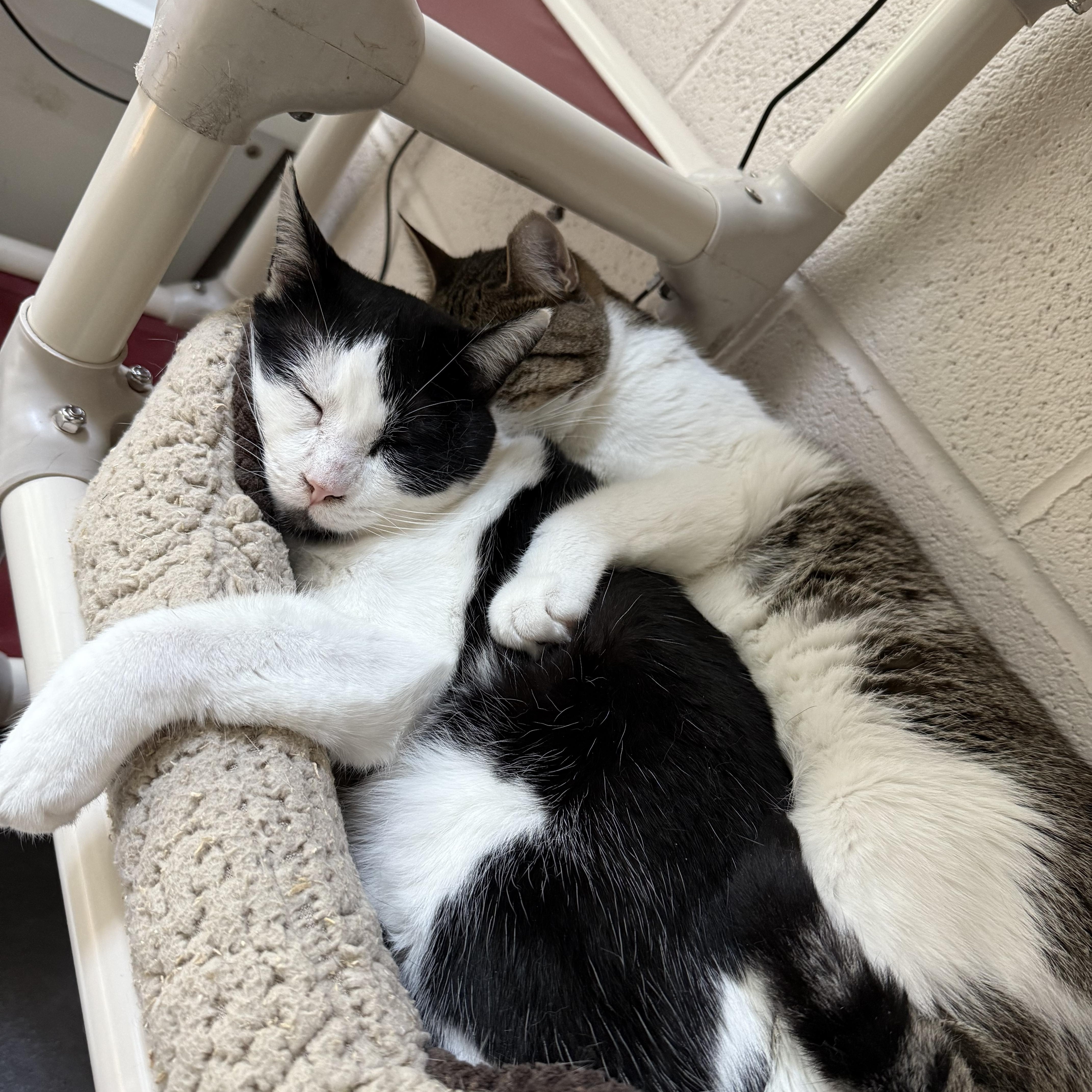 Silas & TomTom, a Adoptable mixed breed in West Milford, NJ image 1/6