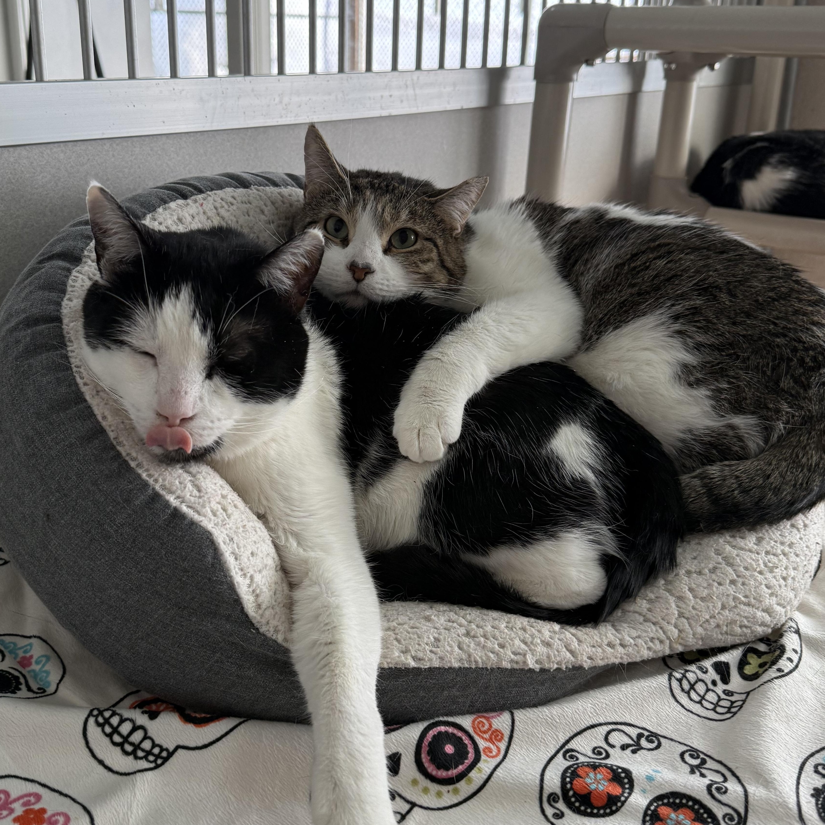 Enlarge Silas & TomTom, a Adoptable mixed breed in West Milford, NJ image 6/6