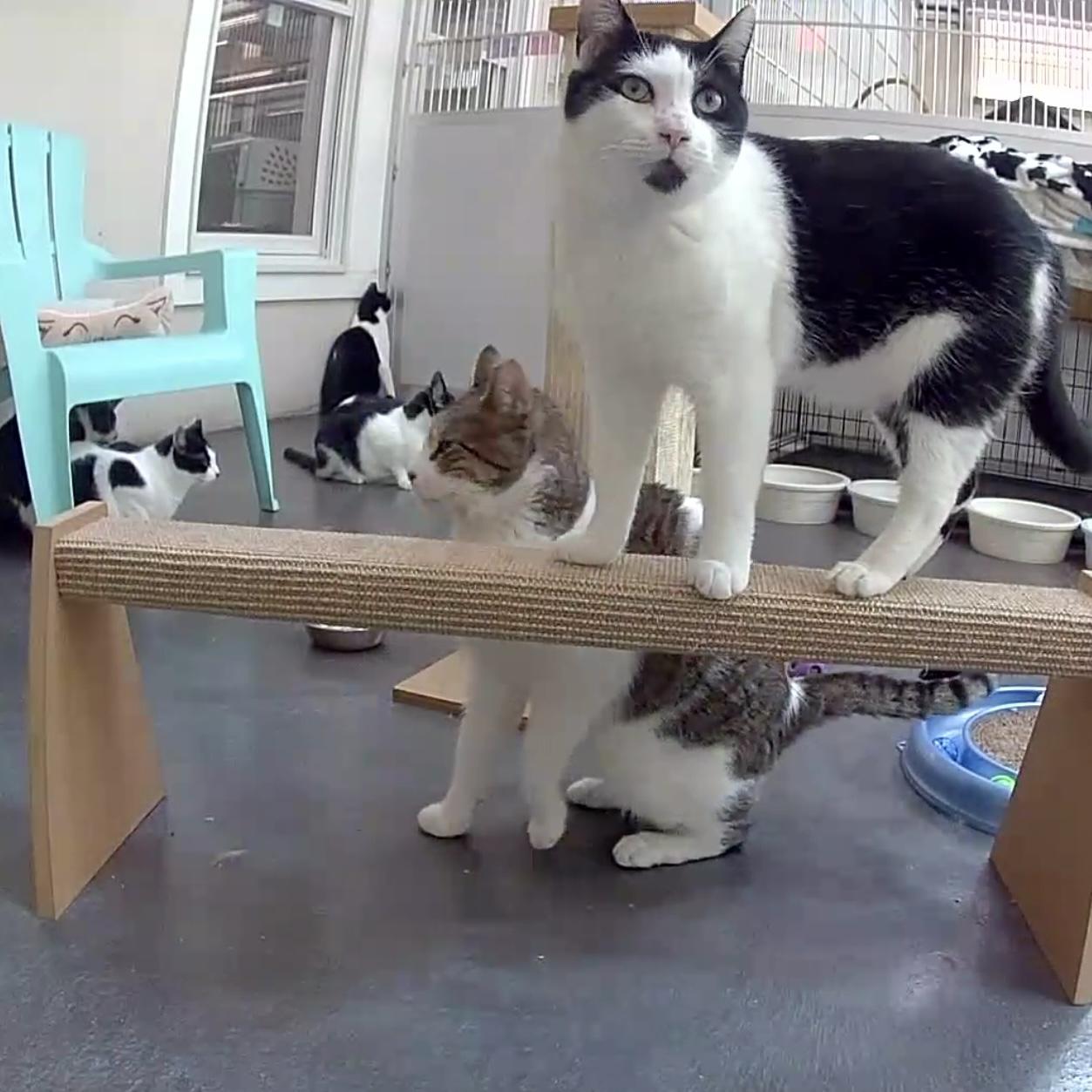 Silas & TomTom, a Adoptable mixed breed in West Milford, NJ image 5/6