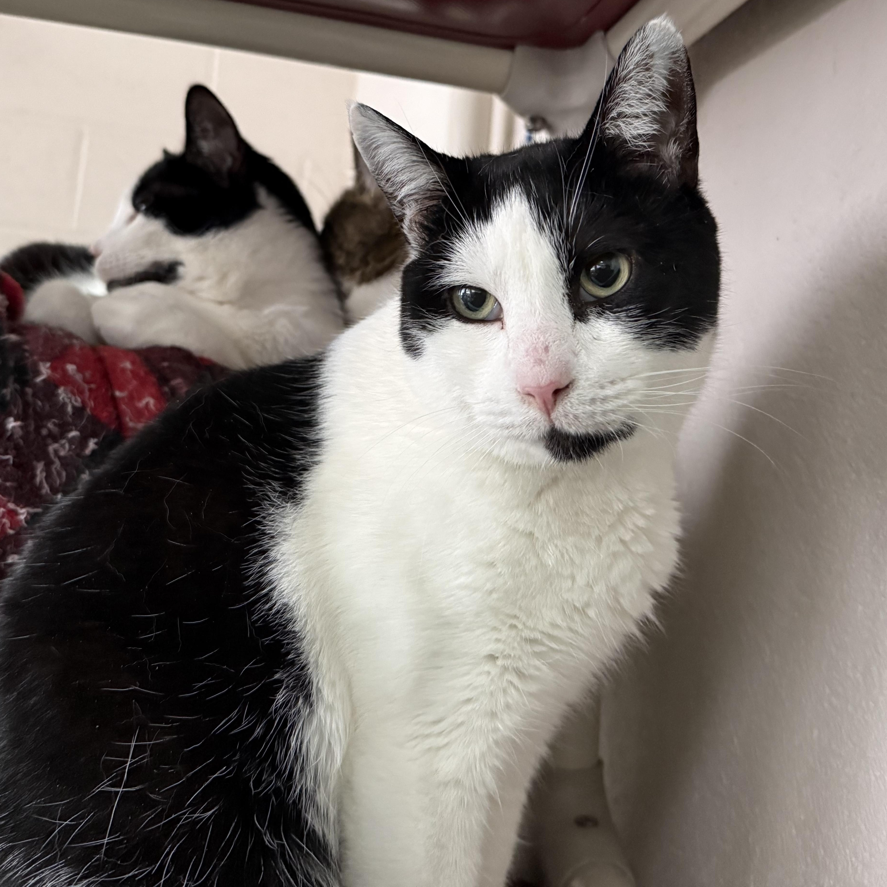 Enlarge Silas & TomTom, a Adoptable mixed breed in West Milford, NJ image 2/6