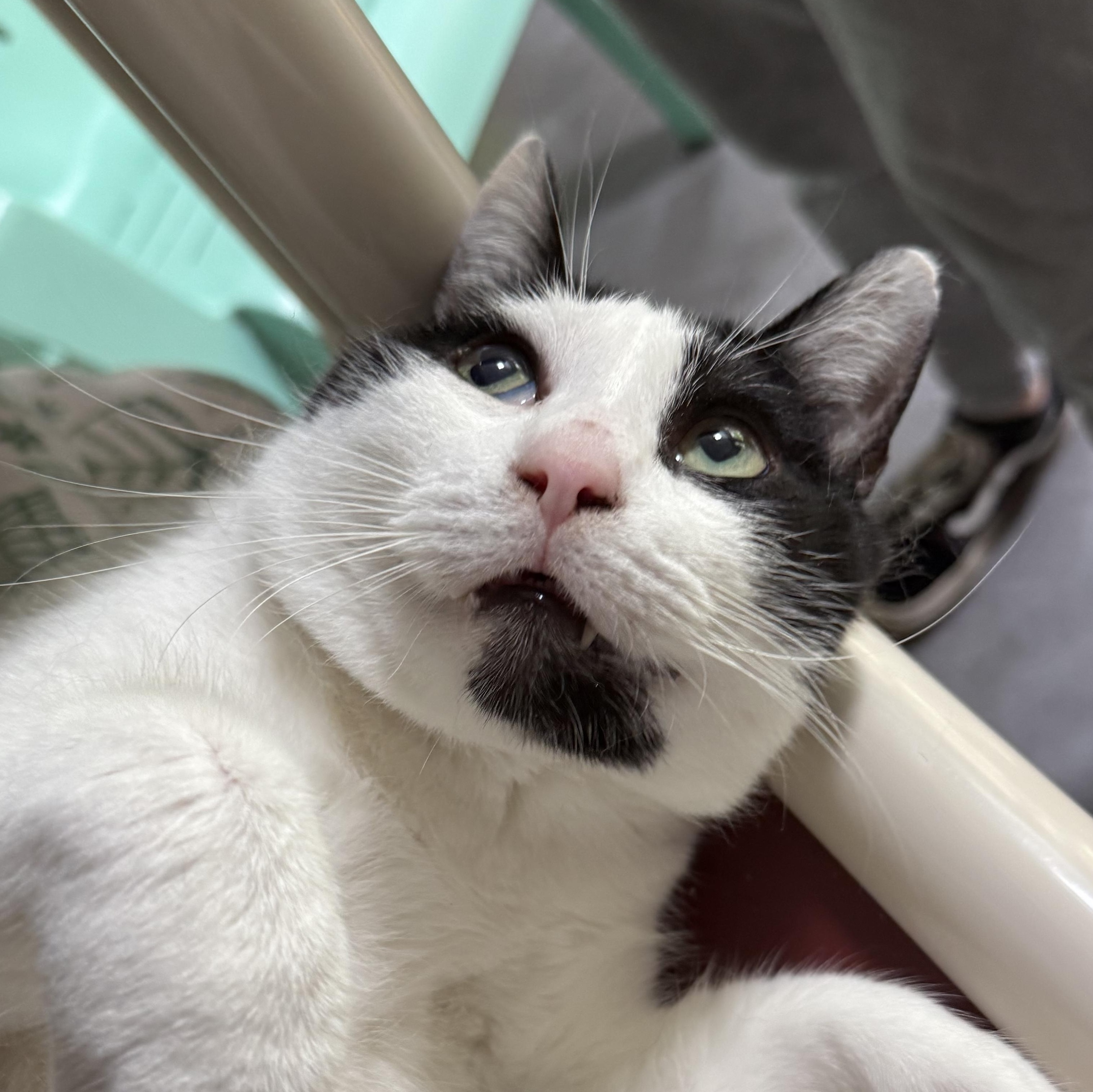 Silas & TomTom, a Adoptable mixed breed in West Milford, NJ image 2/6