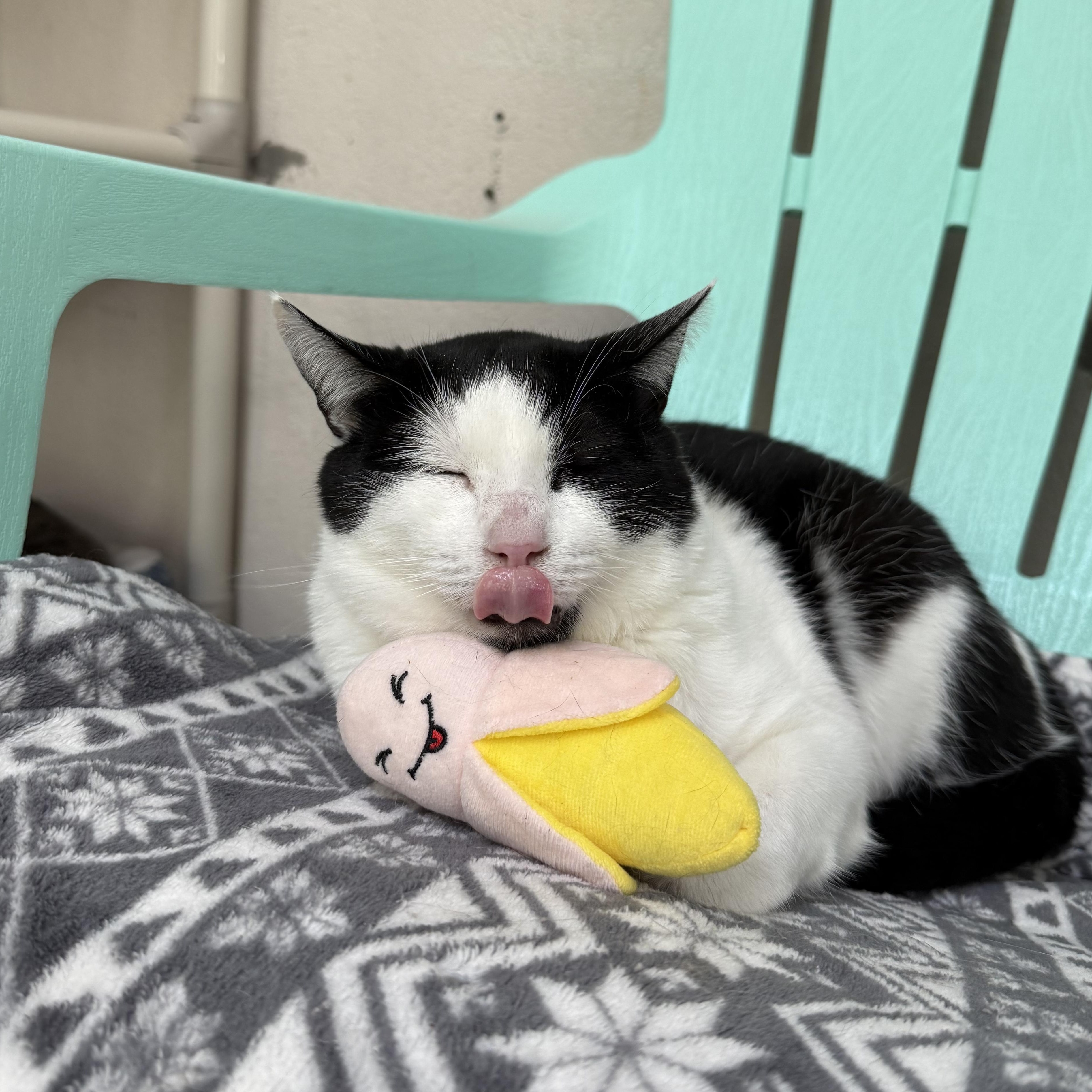 Silas & TomTom, a Adoptable mixed breed in West Milford, NJ image 3/6