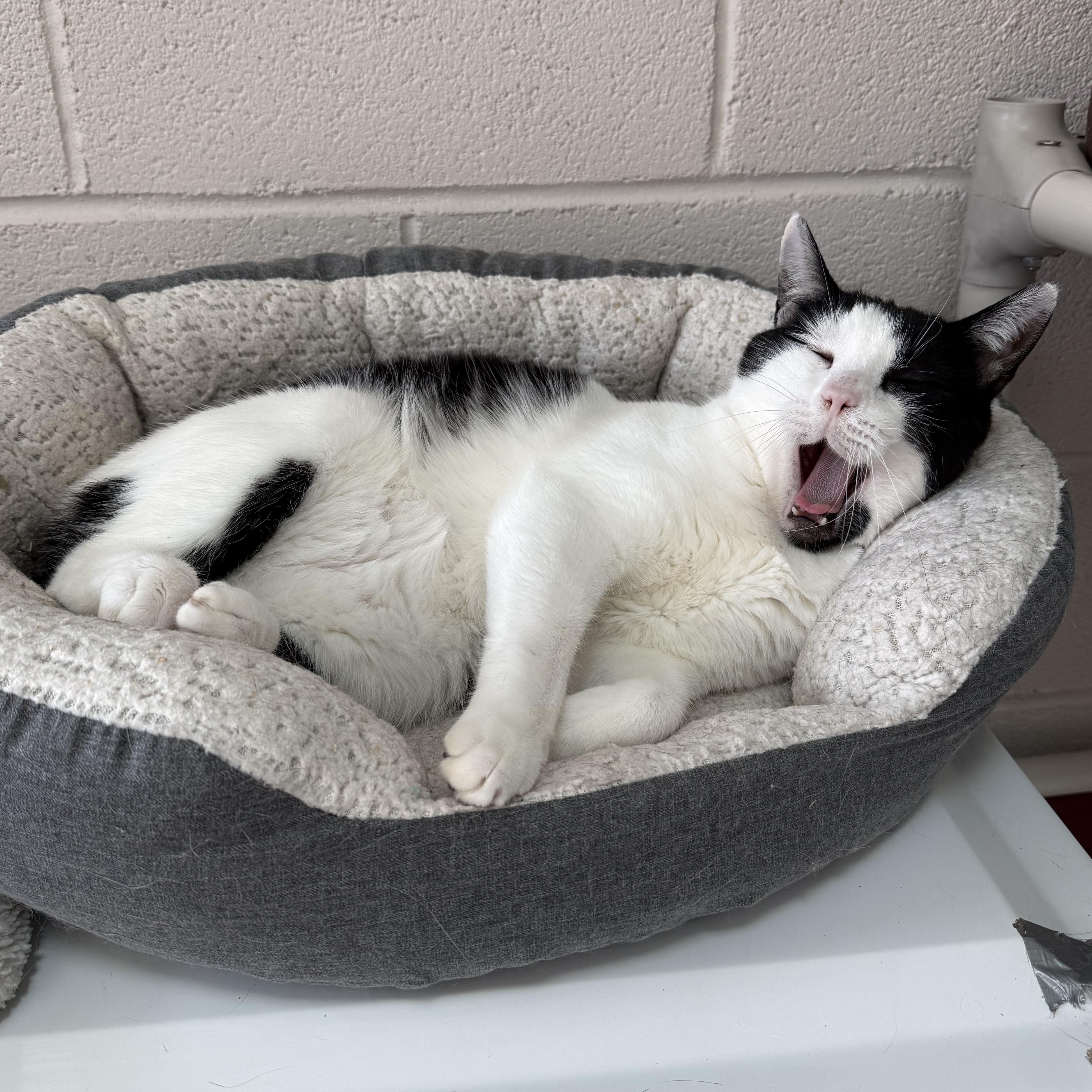 Enlarge Silas & TomTom, a Adoptable mixed breed in West Milford, NJ image 4/6
