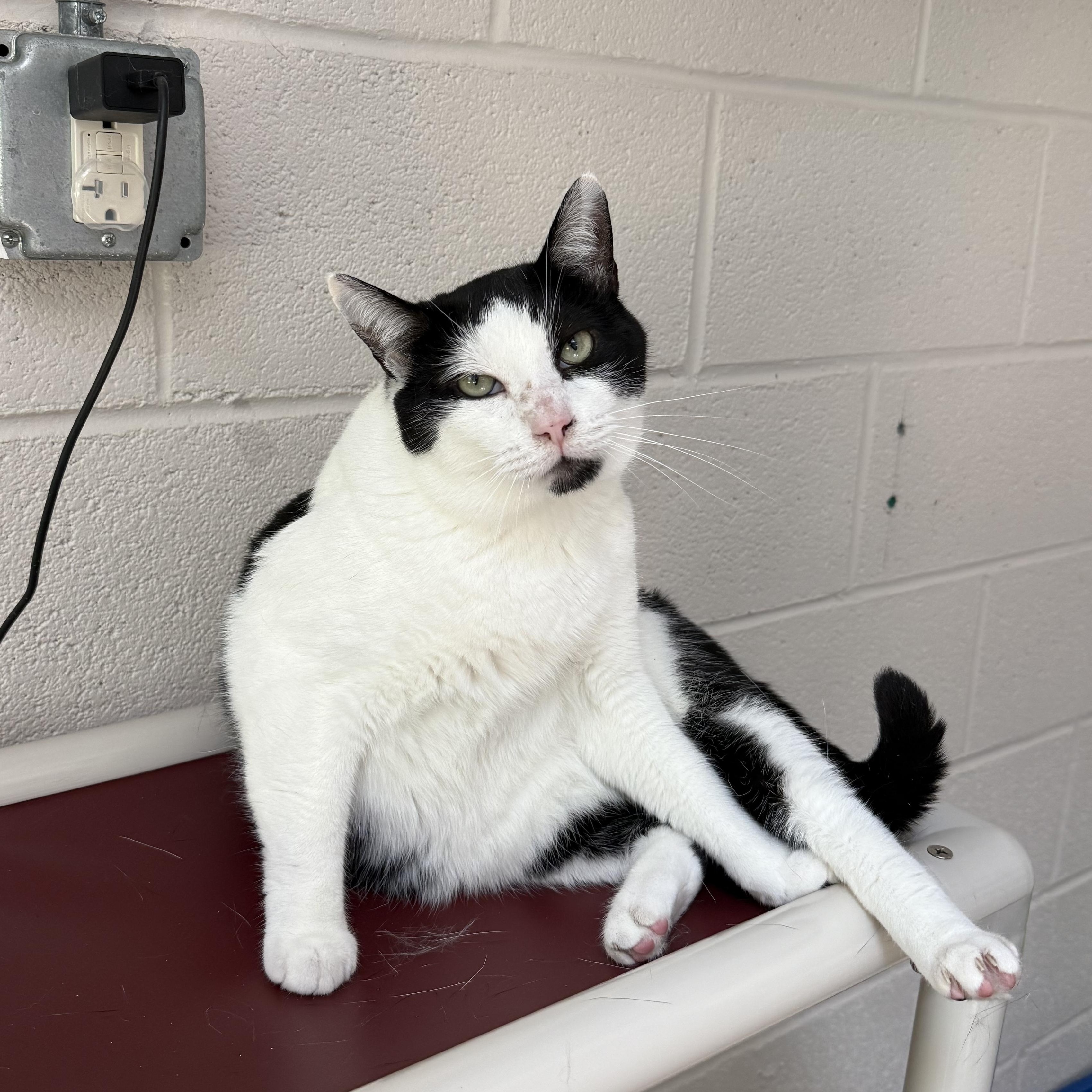 Silas & TomTom, a Adoptable mixed breed in West Milford, NJ image 4/6