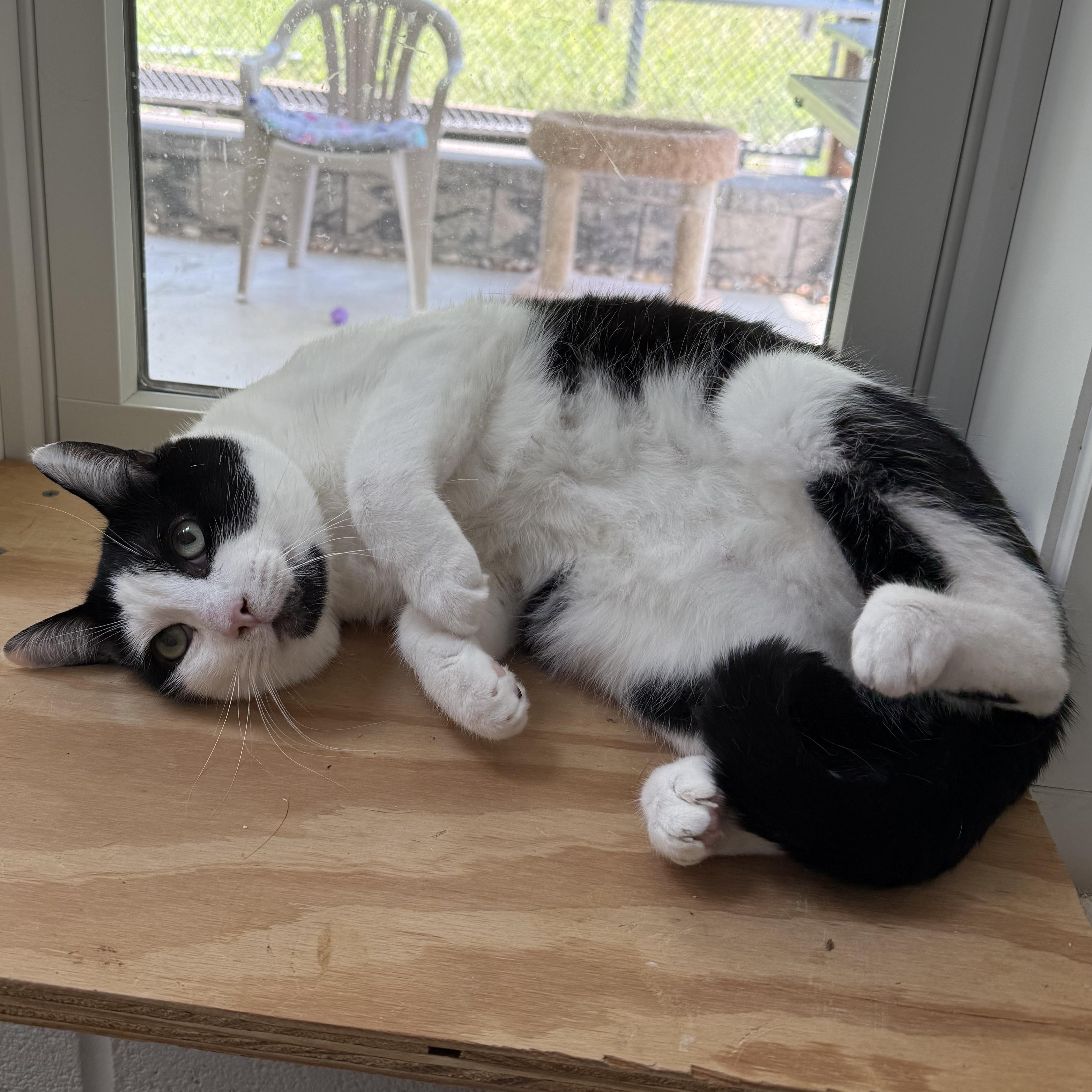 Silas & TomTom, a Adoptable mixed breed in West Milford, NJ image 6/6