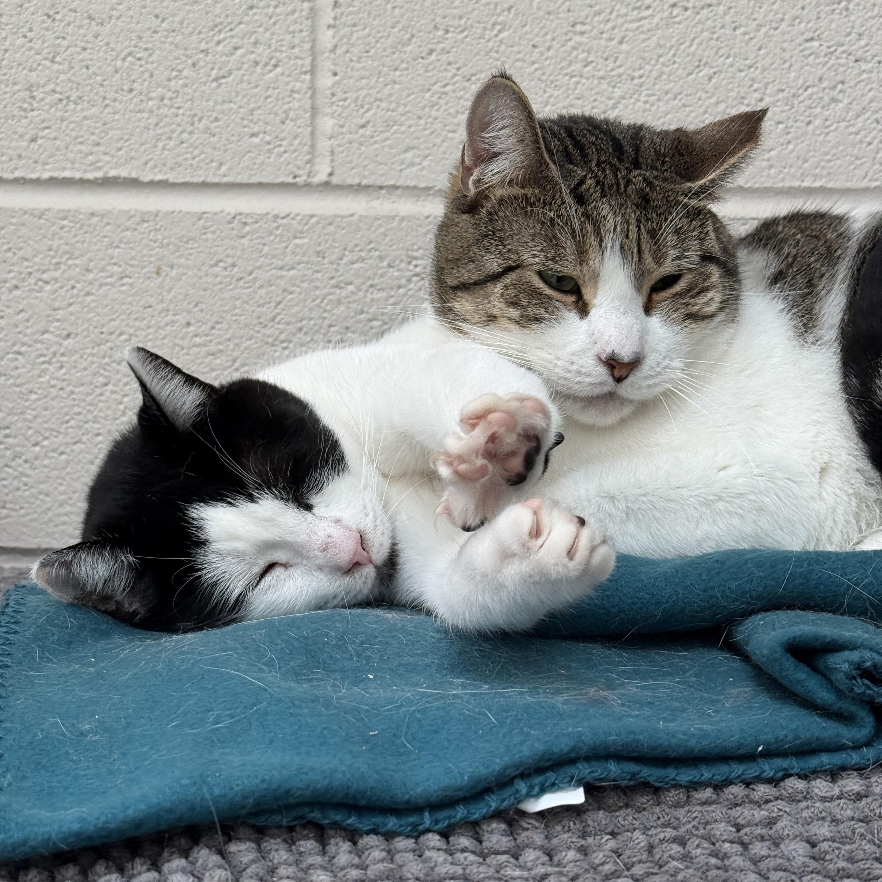 Enlarge Silas & TomTom, a Adoptable mixed breed in West Milford, NJ image 3/6