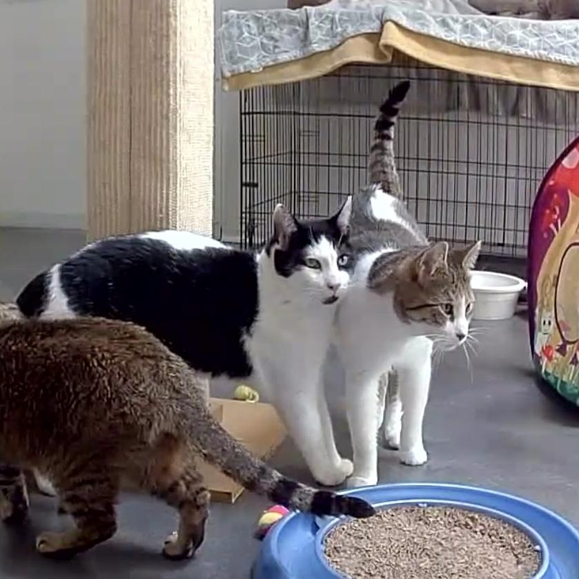 Silas & TomTom — thumbnail 6