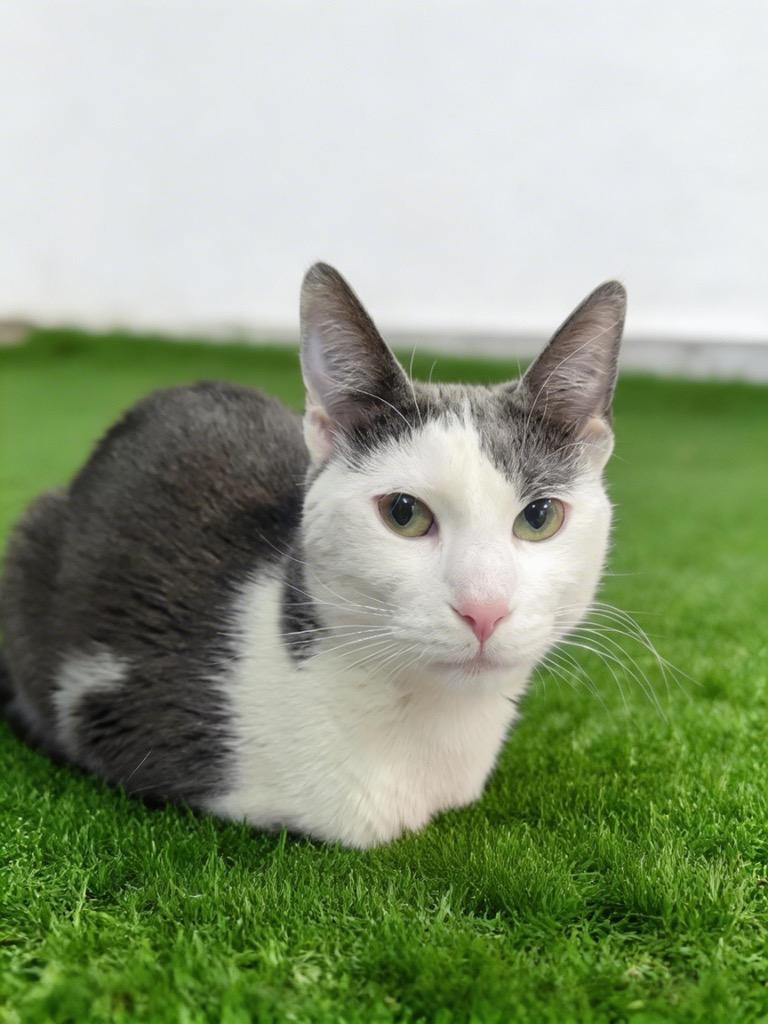 Ruby, Adoptable, Young Female Domestic Short Hair.