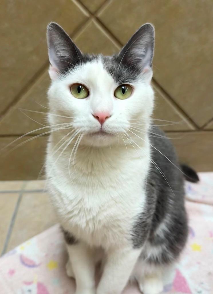 Enlarge Ruby, a Adoptable mixed breed in Midland, TX image 3/3
