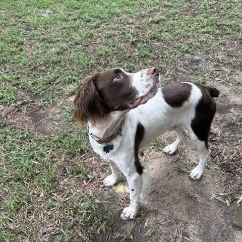 Enlarge Ryder, a Adopted Brittany Spaniel in Marion, MA image 2/3