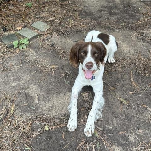 Enlarge Ryder, a Adopted Brittany Spaniel in Marion, MA image 3/3
