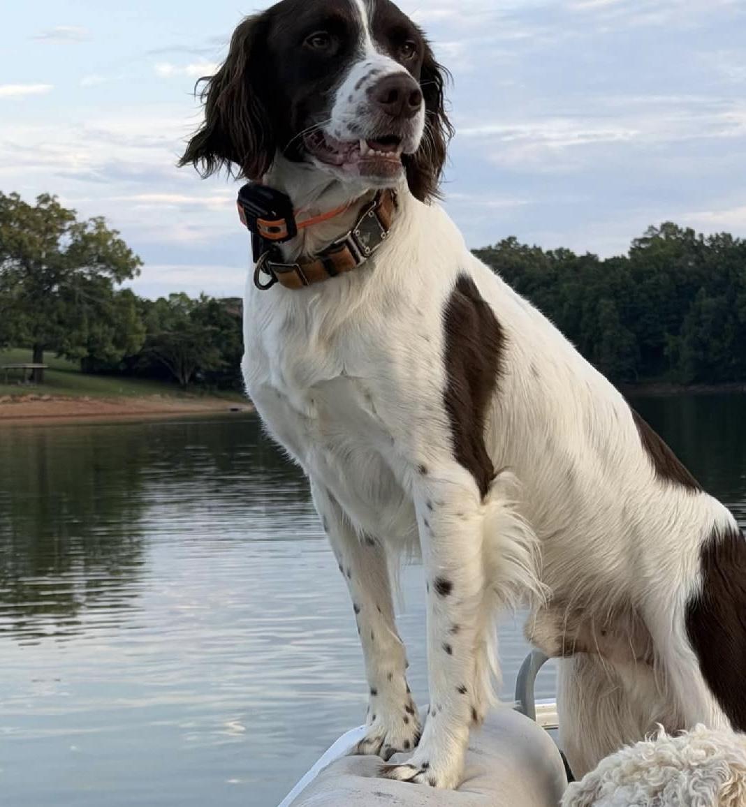 Enlarge Ryder, a Adopted Brittany Spaniel in Marion, MA image 1/3