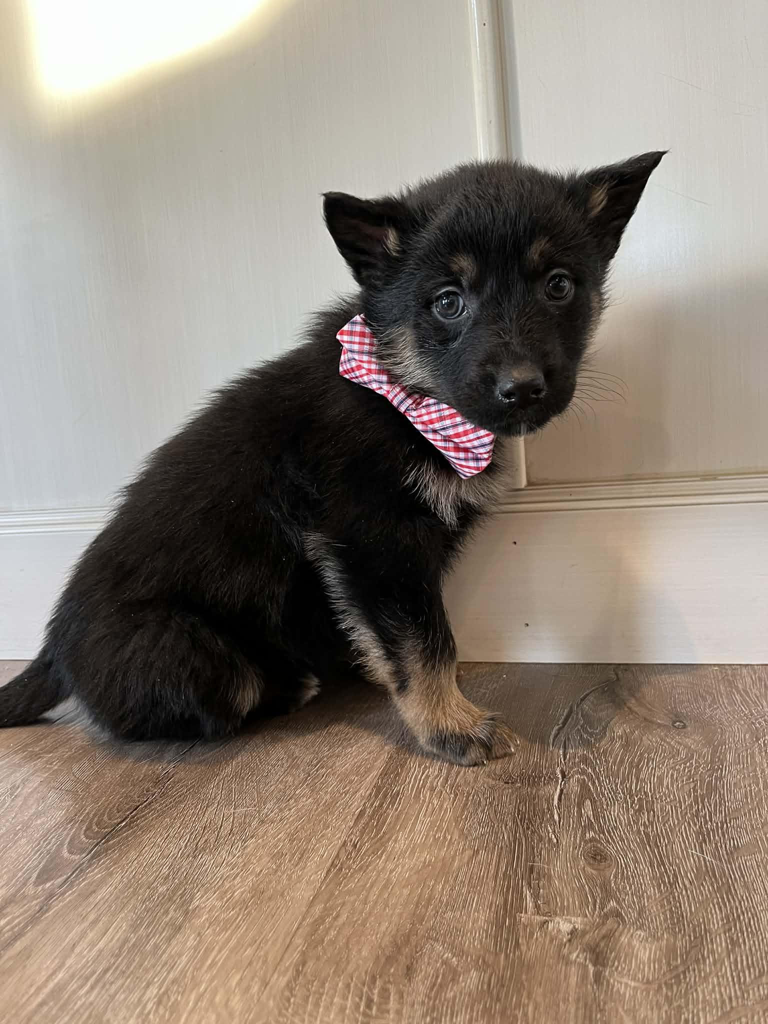 Enlarge Dakota, a Adoptable mixed breed in Saskatoon, SK image 3/5