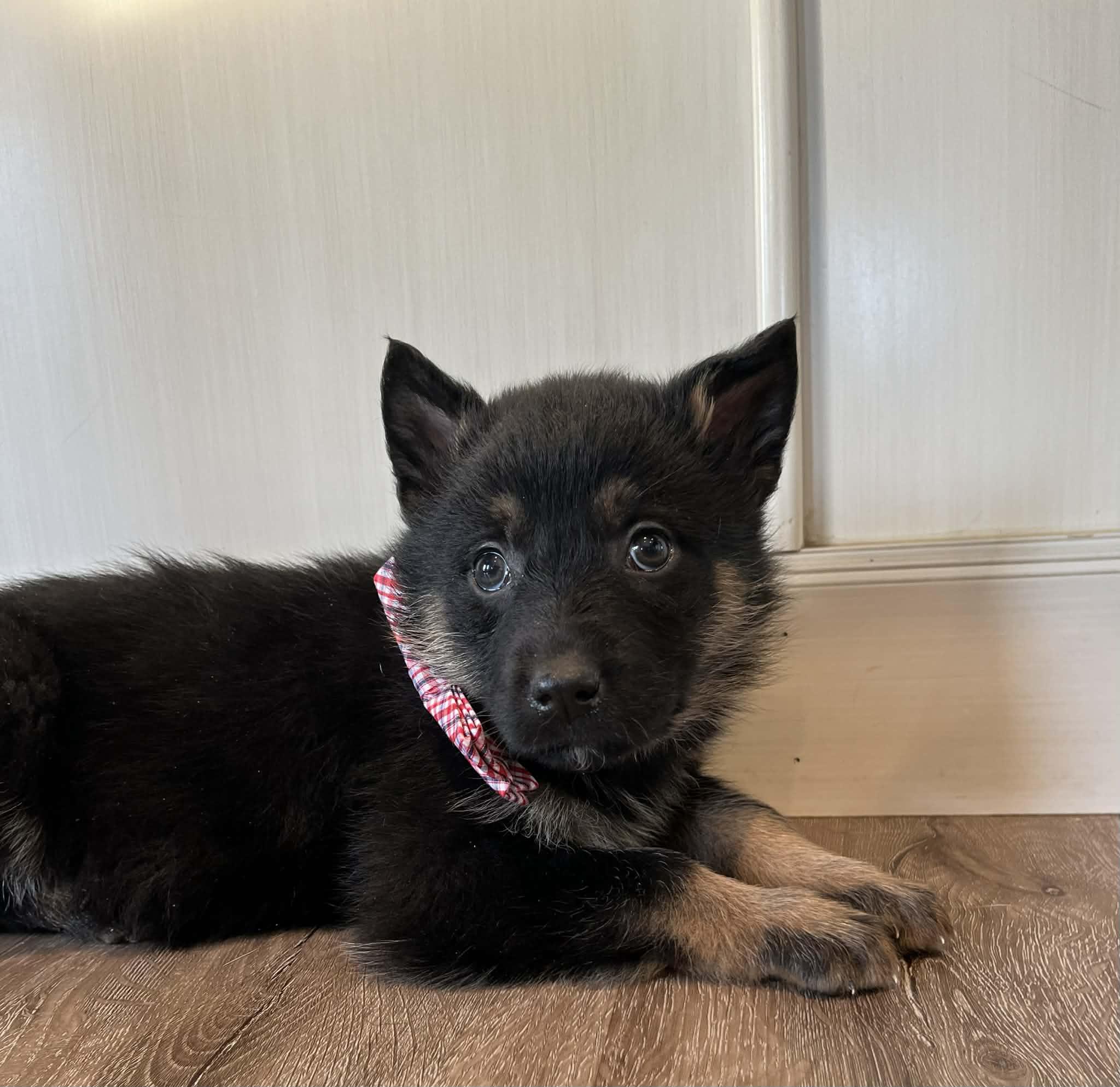 Enlarge Dakota, a Adoptable mixed breed in Saskatoon, SK image 4/5