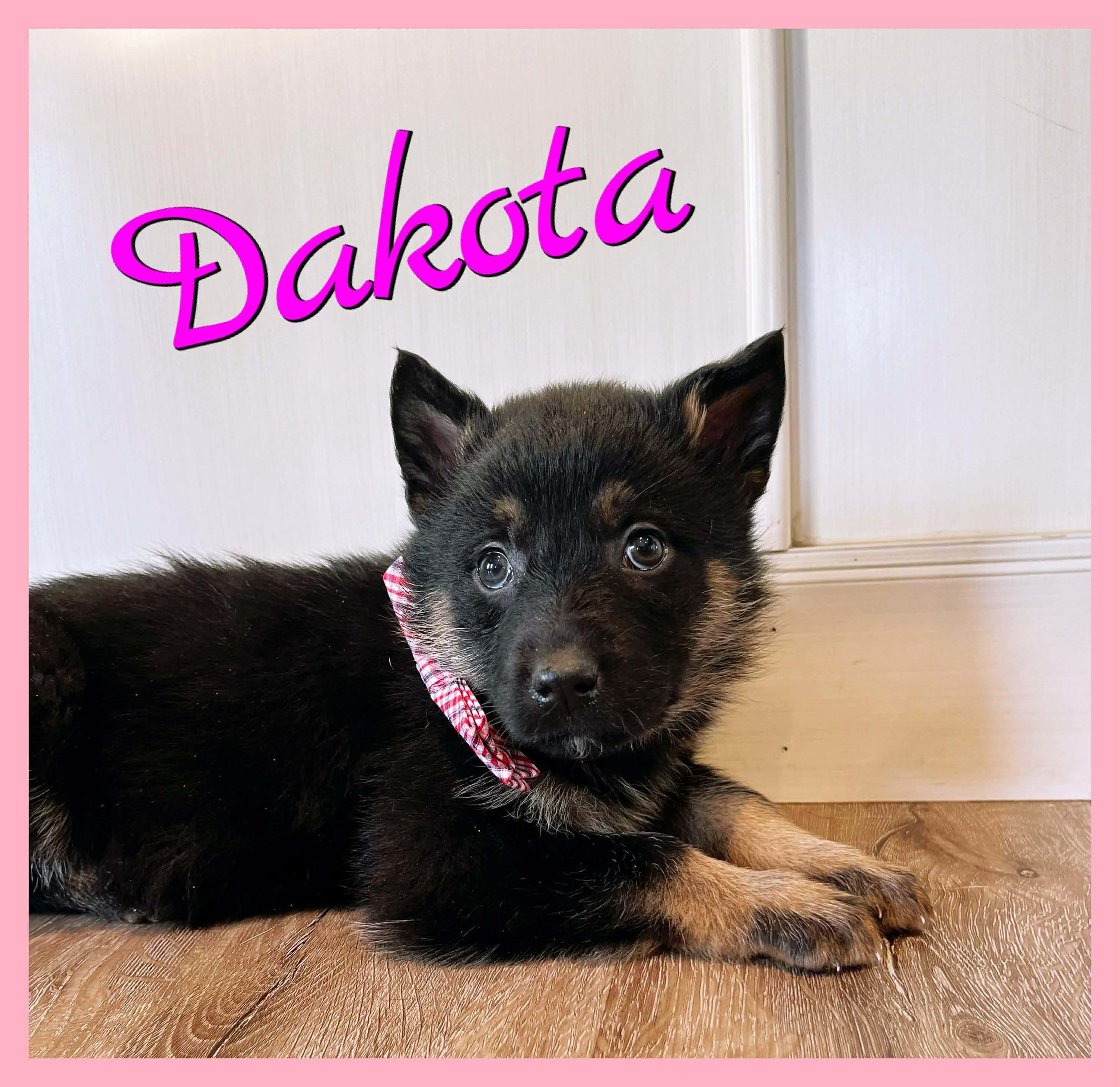 Dakota, Adoptable, Puppy Female Mixed Breed.