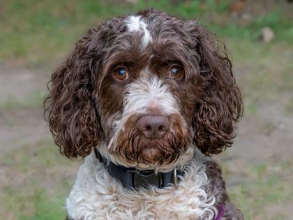 Brownie, Adoptable, Adult Male Brittany Spaniel & Standard Poodle.