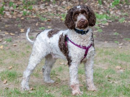 Enlarge Brownie, a Adoptable mixed breed in Coon Rapids, MN image 2/3