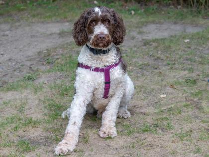 Enlarge Brownie, a Adoptable mixed breed in Coon Rapids, MN image 3/3