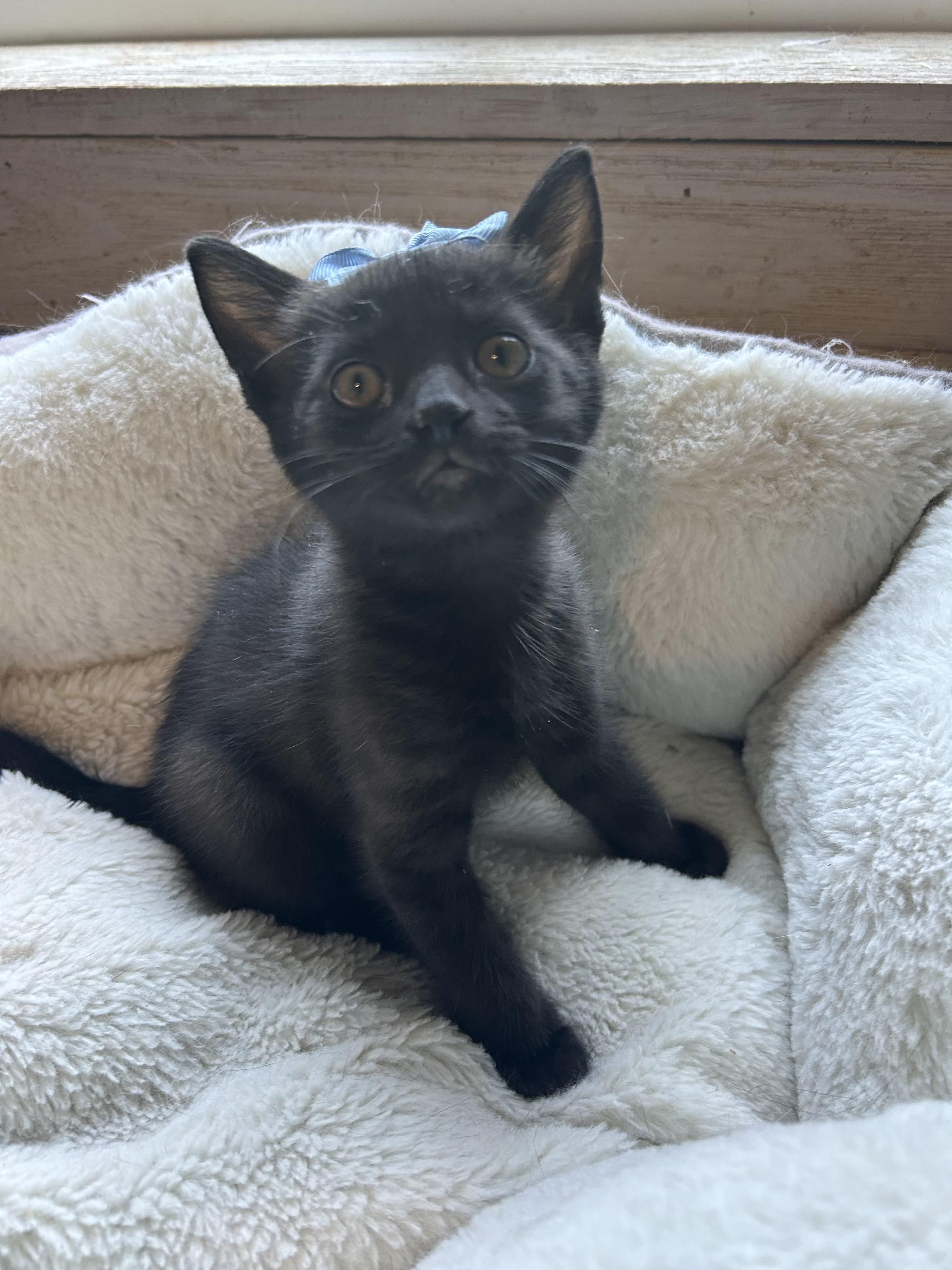 Enlarge Maverick, an adopted Domestic Short Hair in Bradenton, FL image 4/5