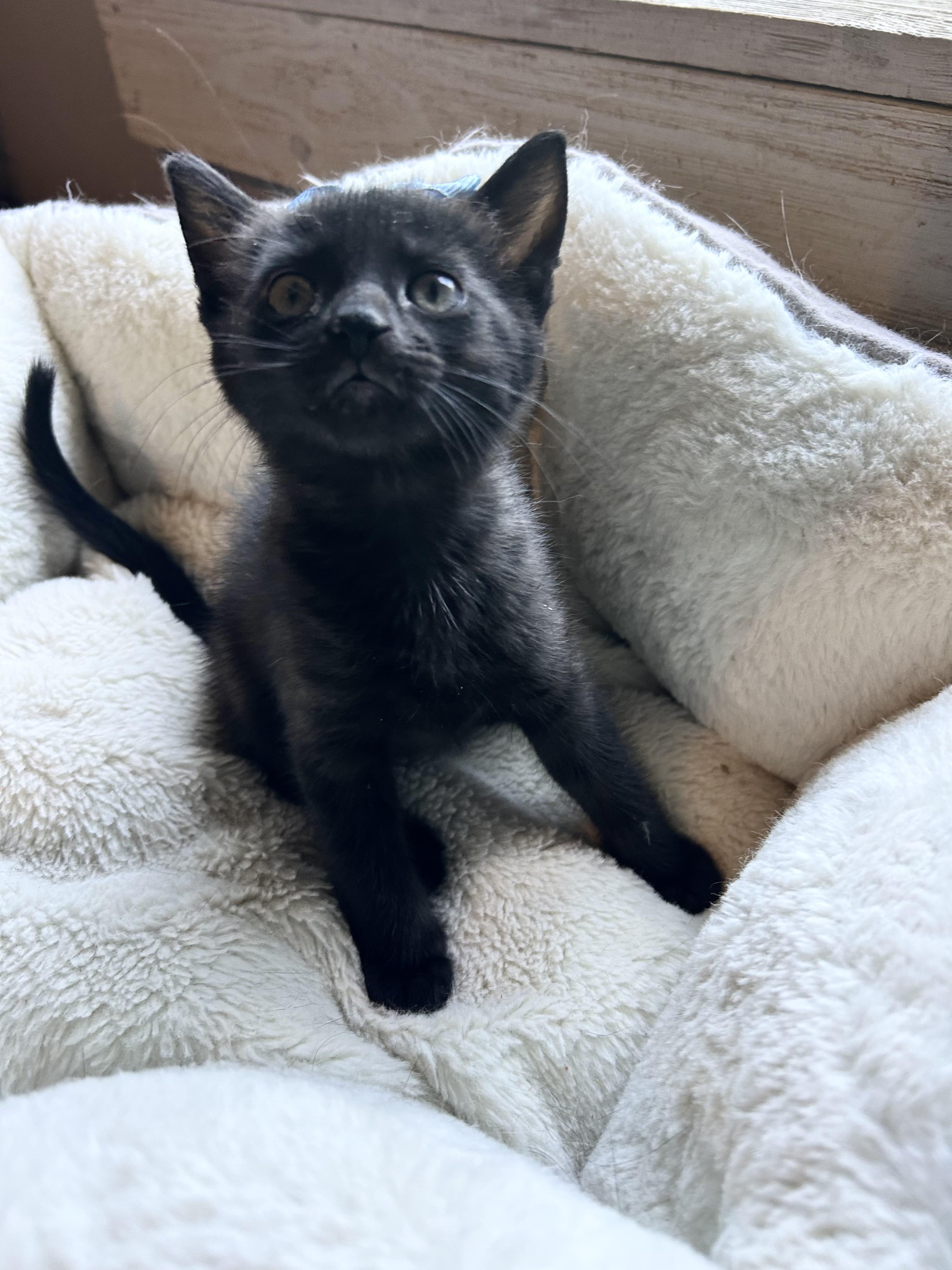 Enlarge Maverick, an adopted Domestic Short Hair in Bradenton, FL image 1/5