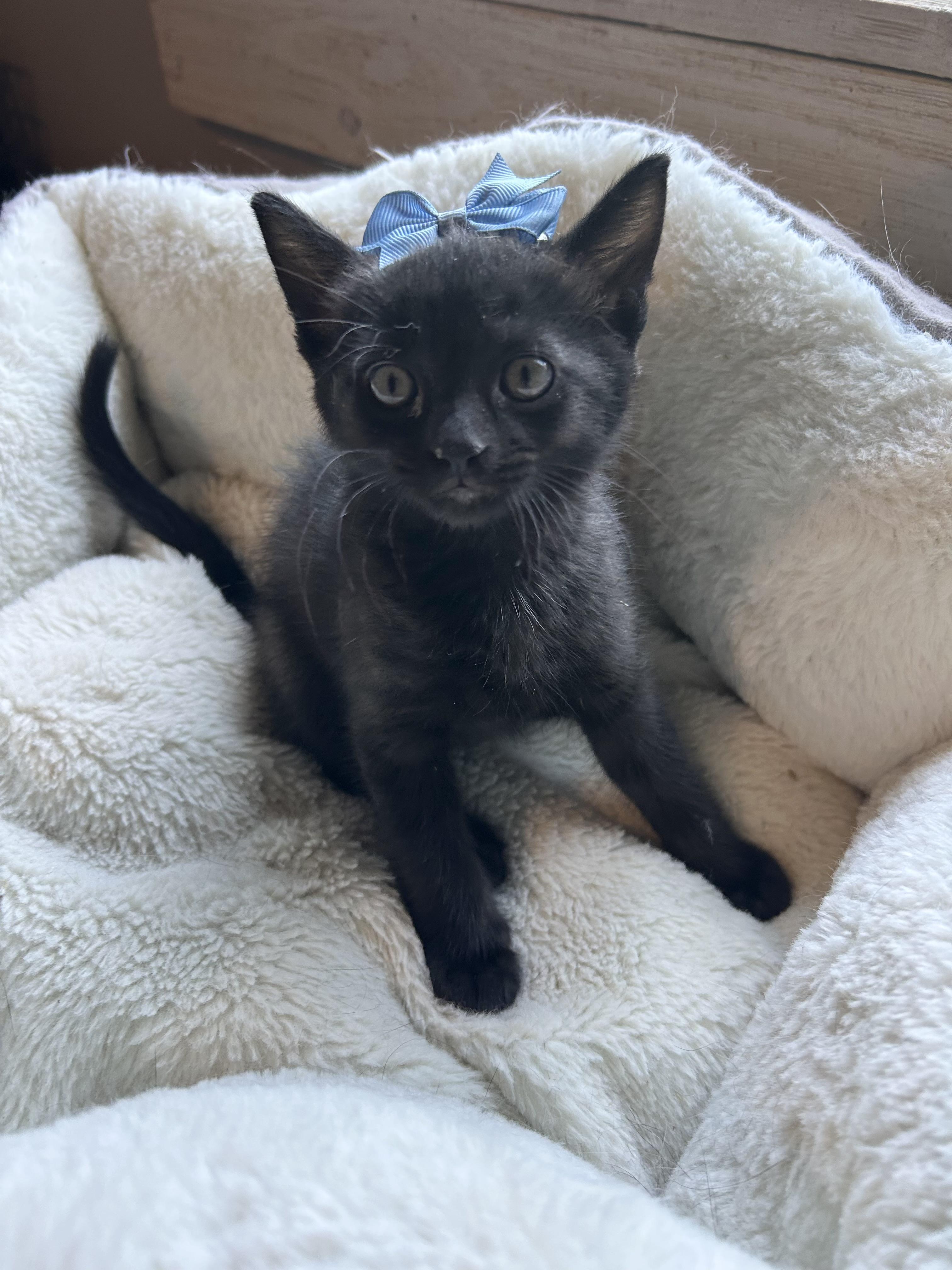 Enlarge Maverick, an adopted Domestic Short Hair in Bradenton, FL image 2/5