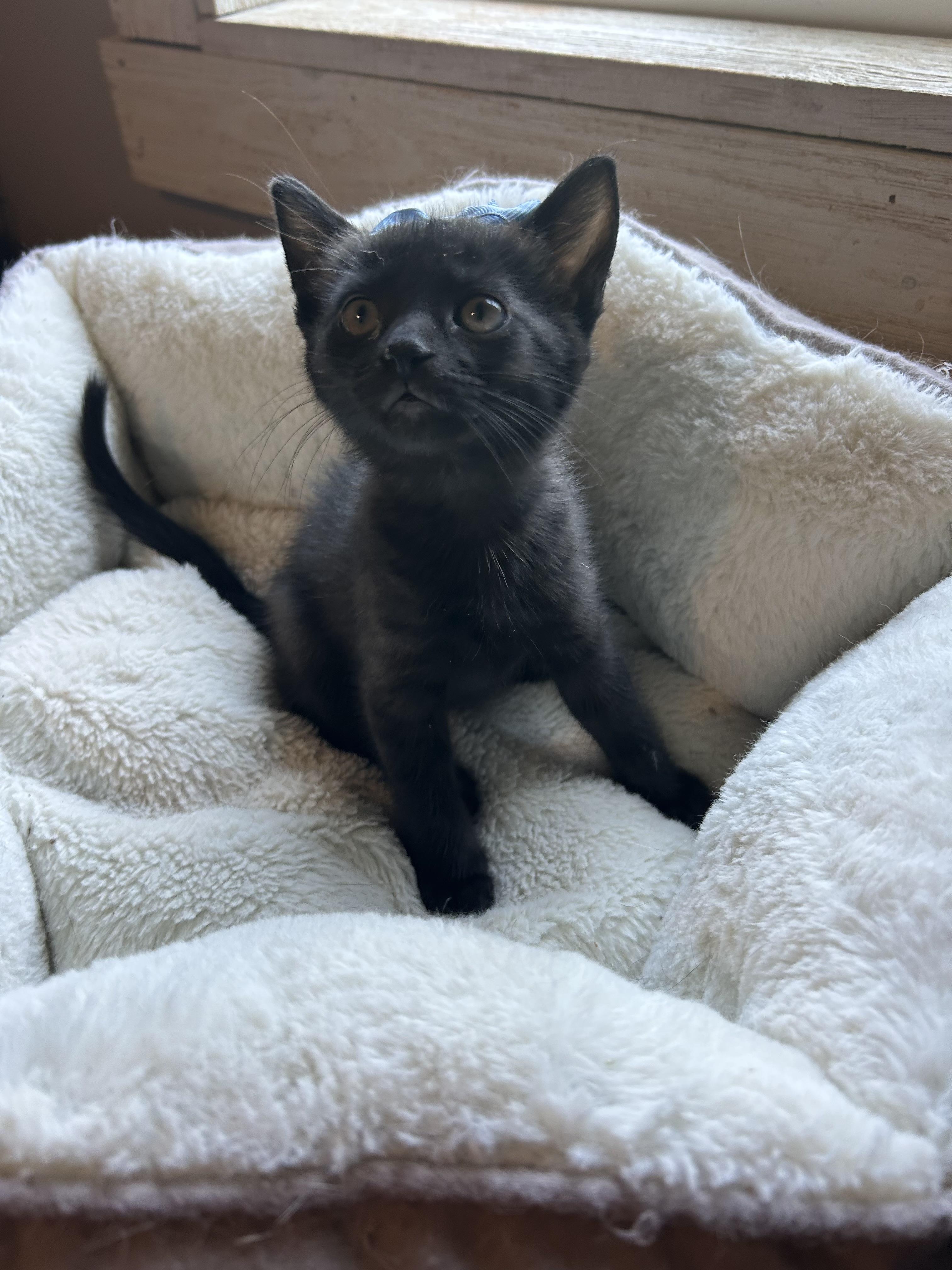 Enlarge Maverick, an adopted Domestic Short Hair in Bradenton, FL image 5/5