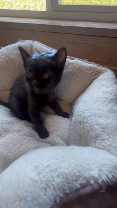 Enlarge Maverick, an adopted Domestic Short Hair in Bradenton, FL video 3/5