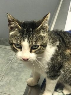 Enlarge Misty, an adoptable Domestic Short Hair in West Bloomfield, MI image 1/3