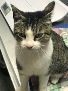 Enlarge Misty, an adoptable Domestic Short Hair in West Bloomfield, MI image 2/3